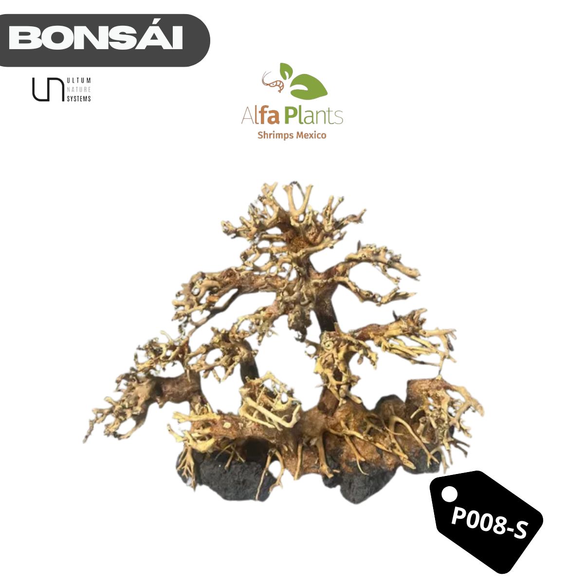 Bonsái P008