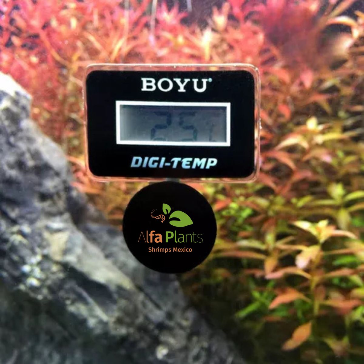 Termómetro digital Boyu