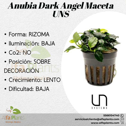 Anubias Dark Angel