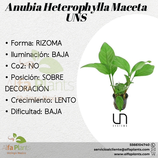 Anubias Heterophylla