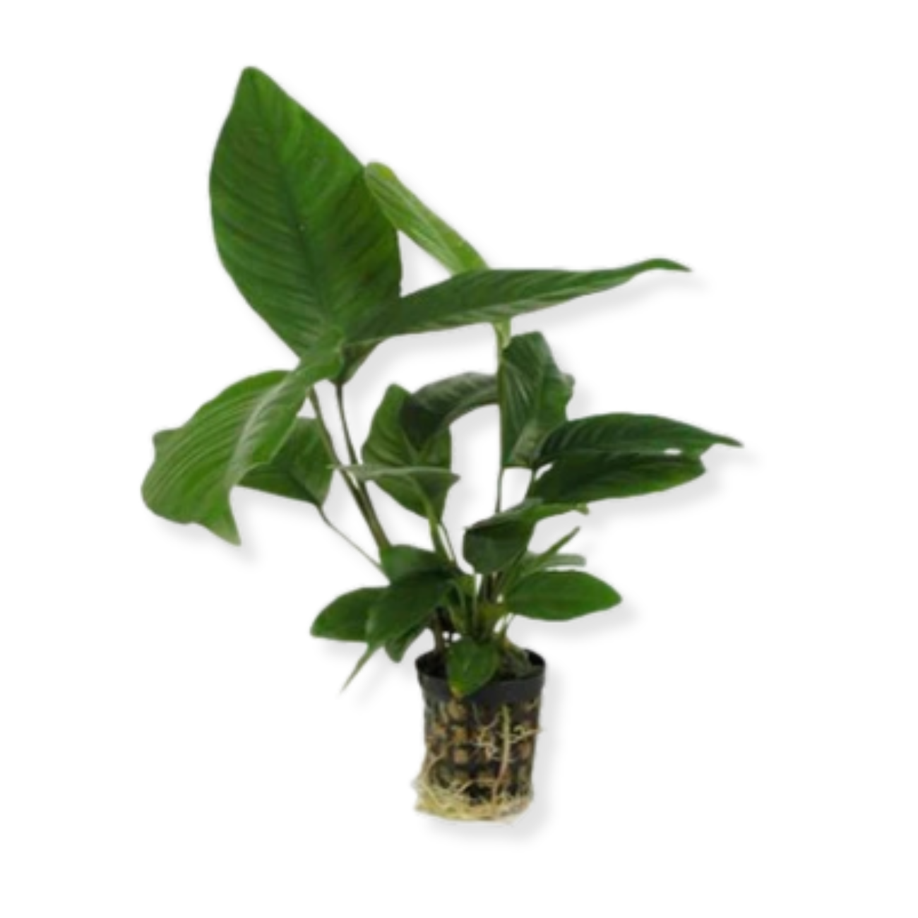 Anubia Heterophylla