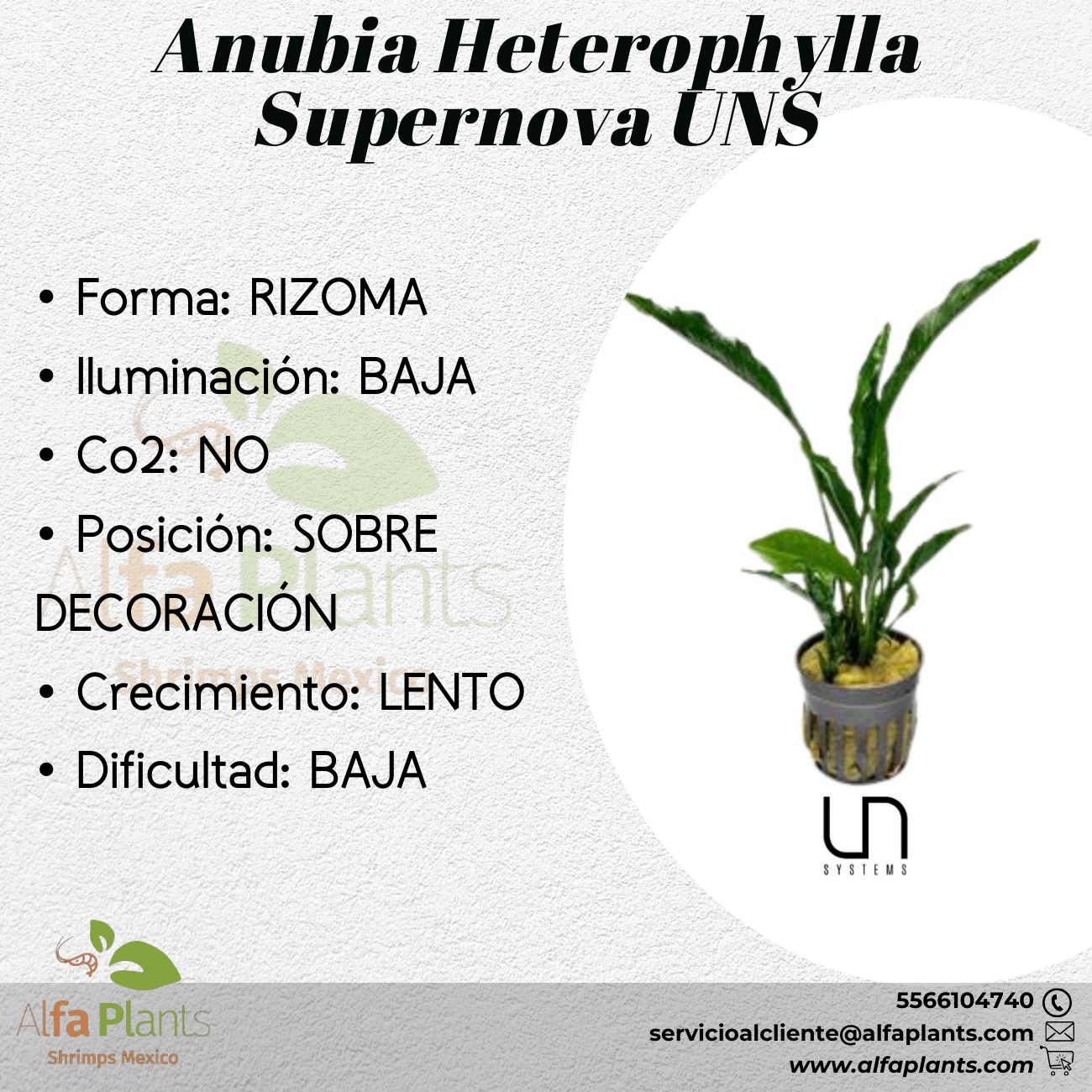 Anubias Heterophylla Supernova