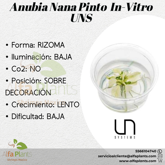 Anubias Nana Pinto In-vitro Small Cup