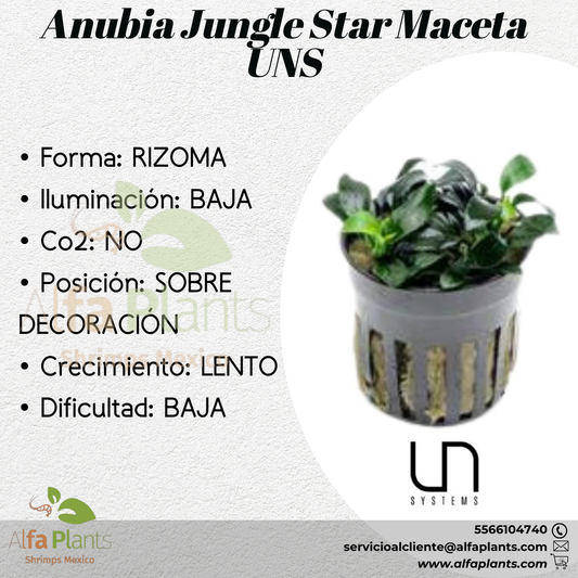 Anubias Jungle star