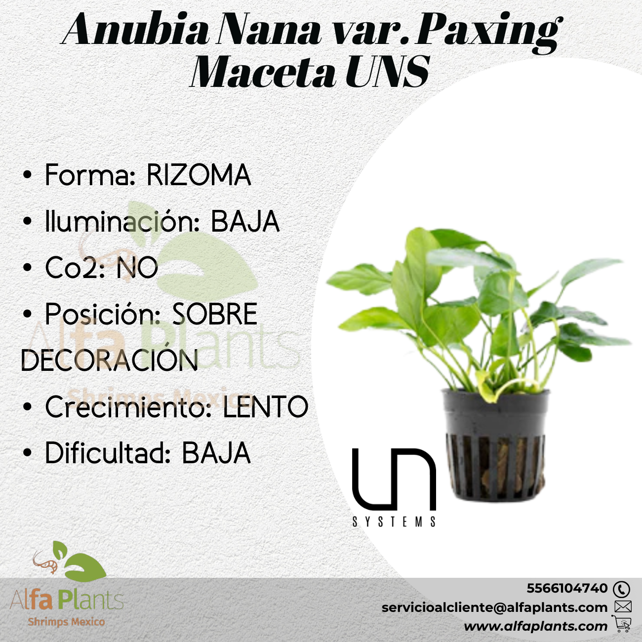 Anubias Nana var. Paxing