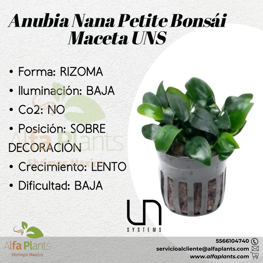 Anubias Nana Petite Bonsái