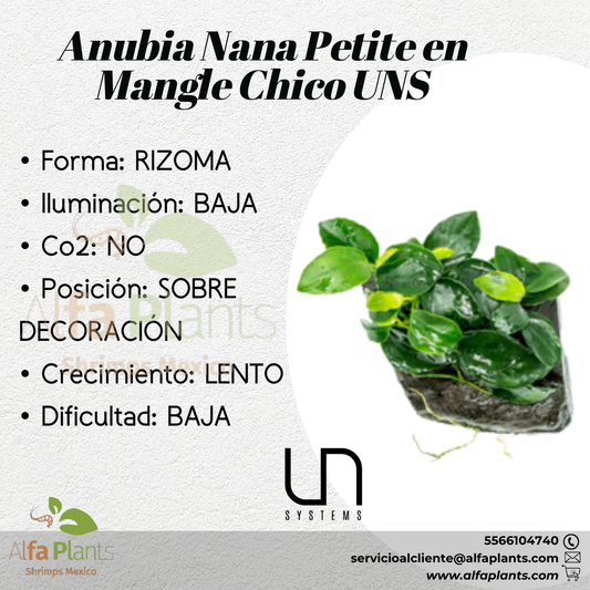 Anubias Nana Petite en Mangle Chico