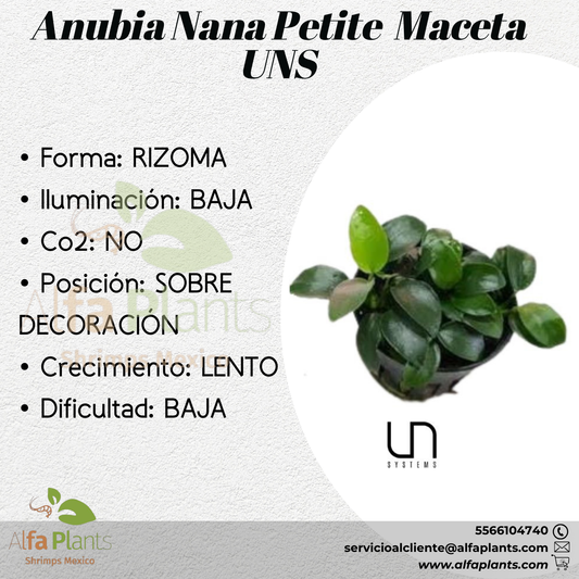 Anubias Nana Petite