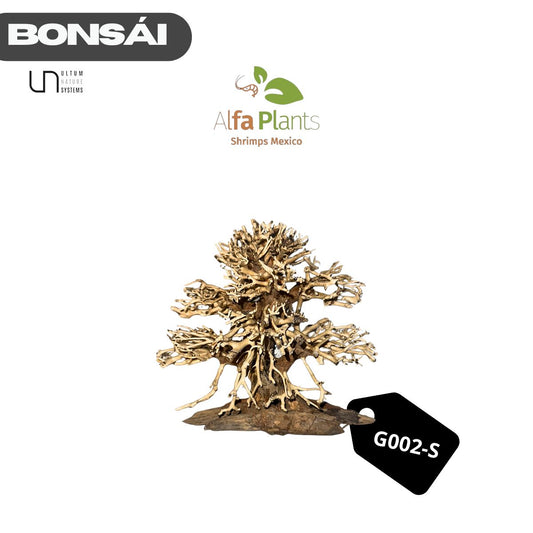 Bonsái G002