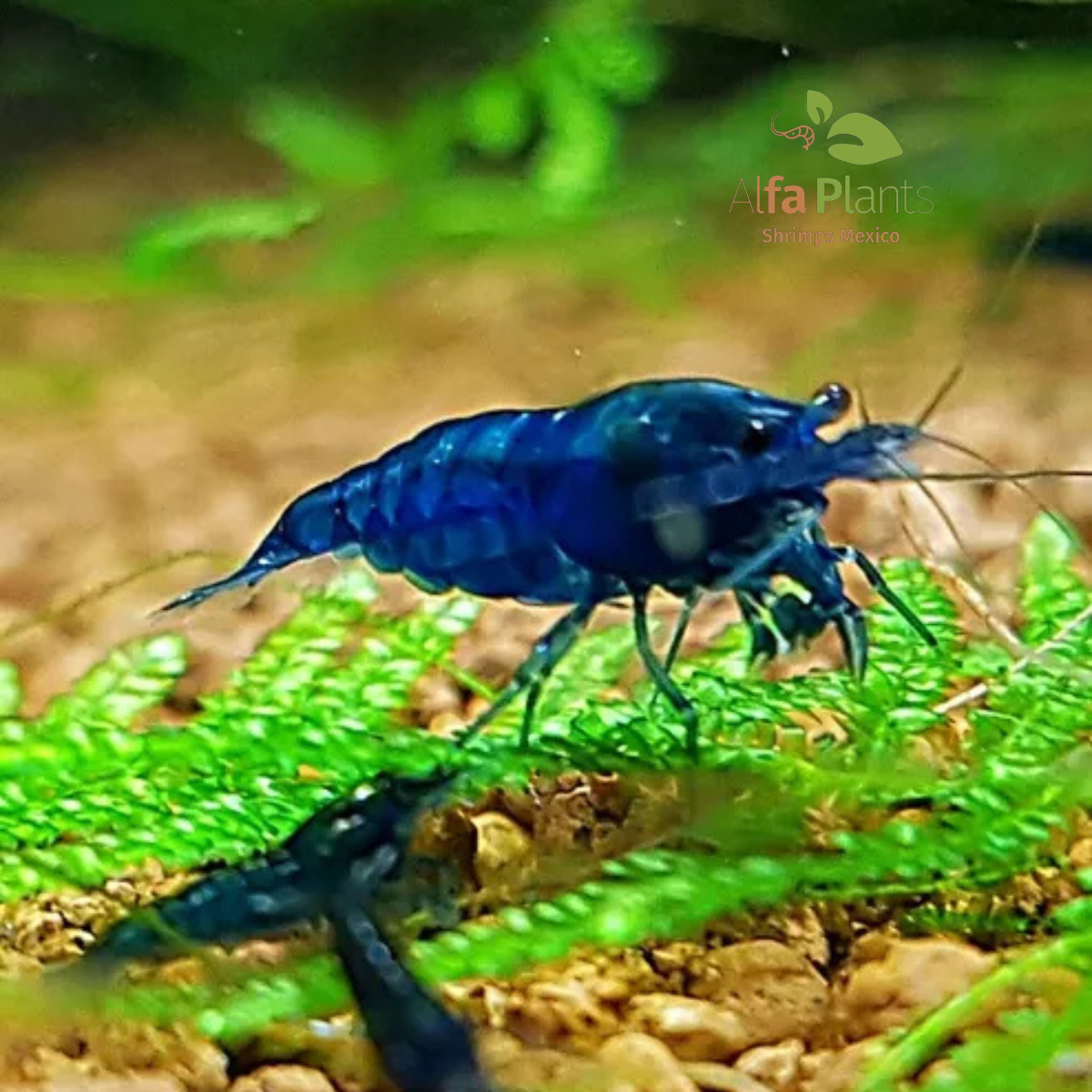 Neocaridina Blue Diamond