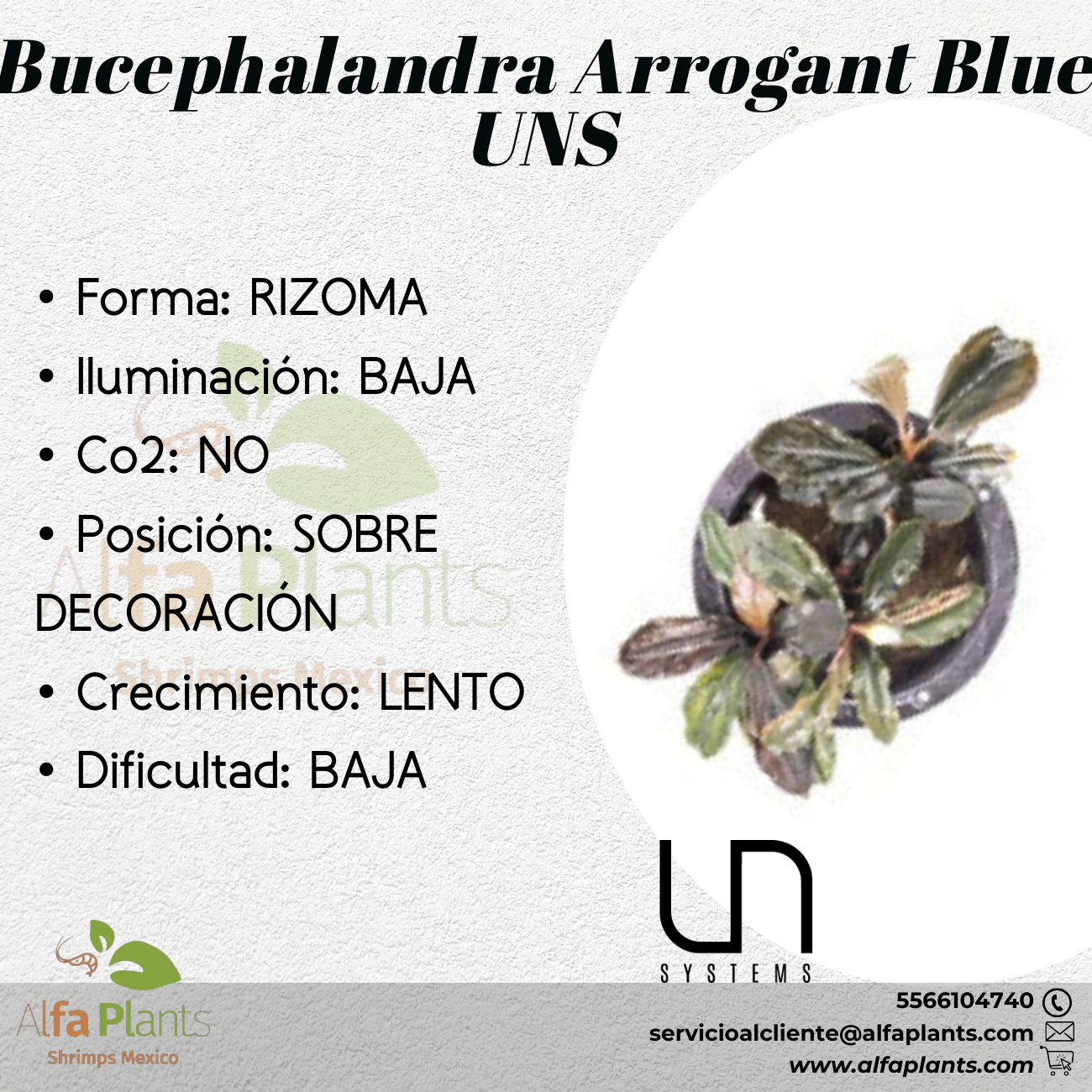 Bucephalandra Arrogant Blue