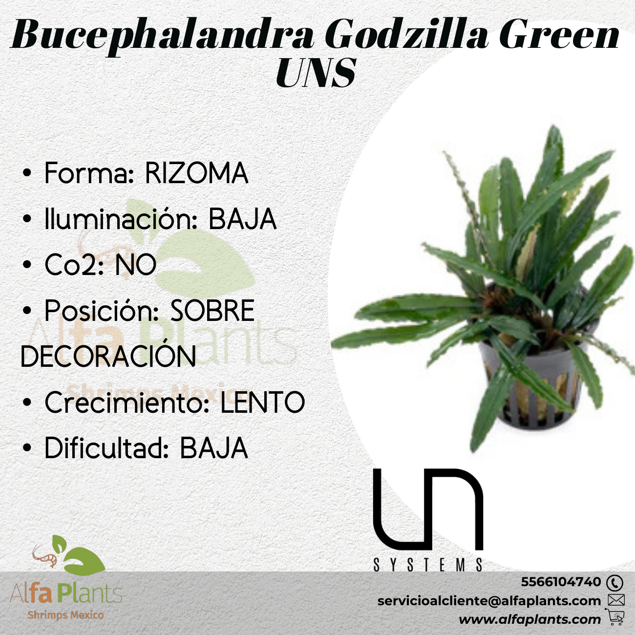 Bucephalandra Godzilla Green