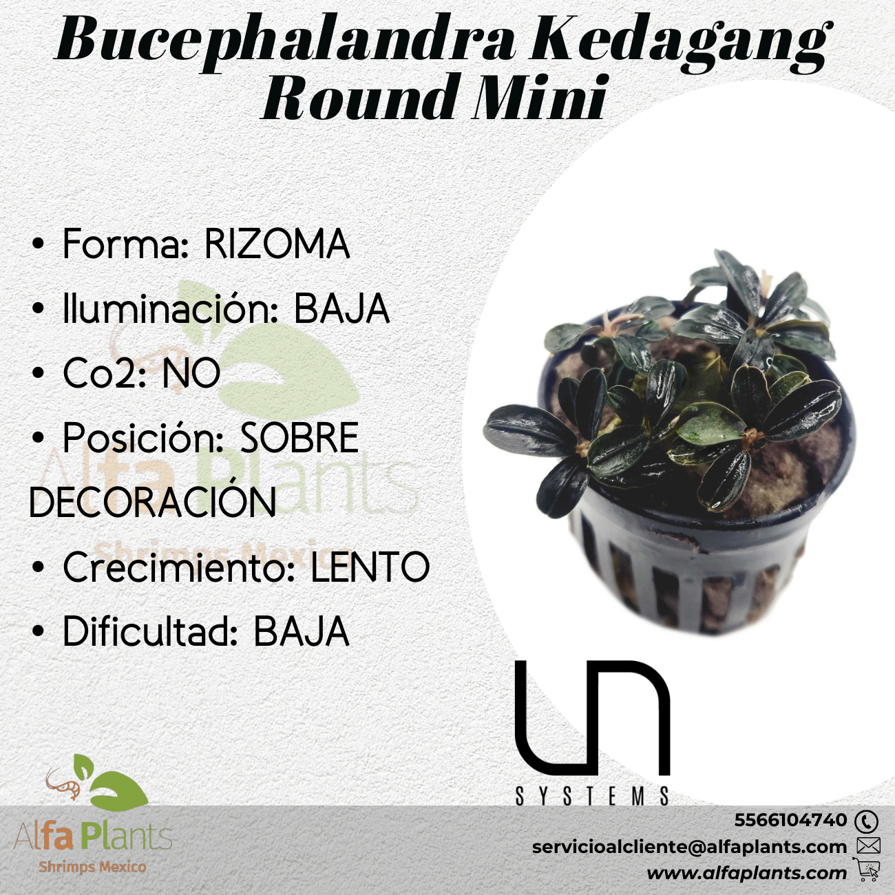 Bucephalandra Kedagang Round Mini