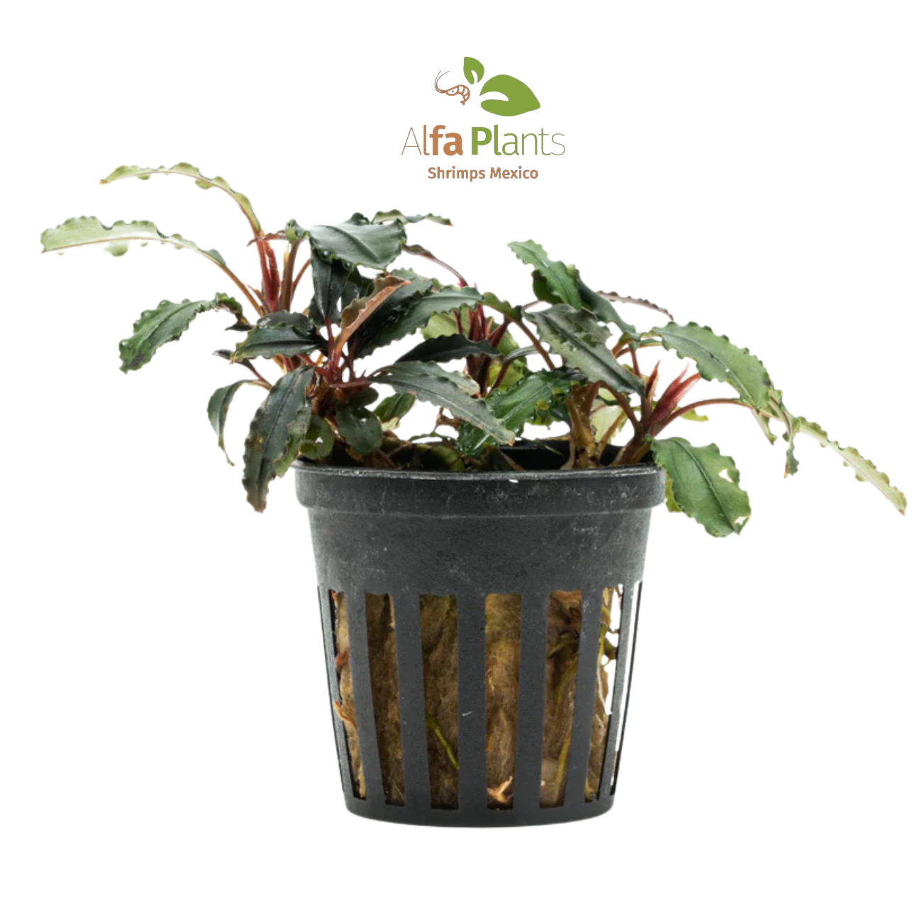 Bucephalandra Red Blade