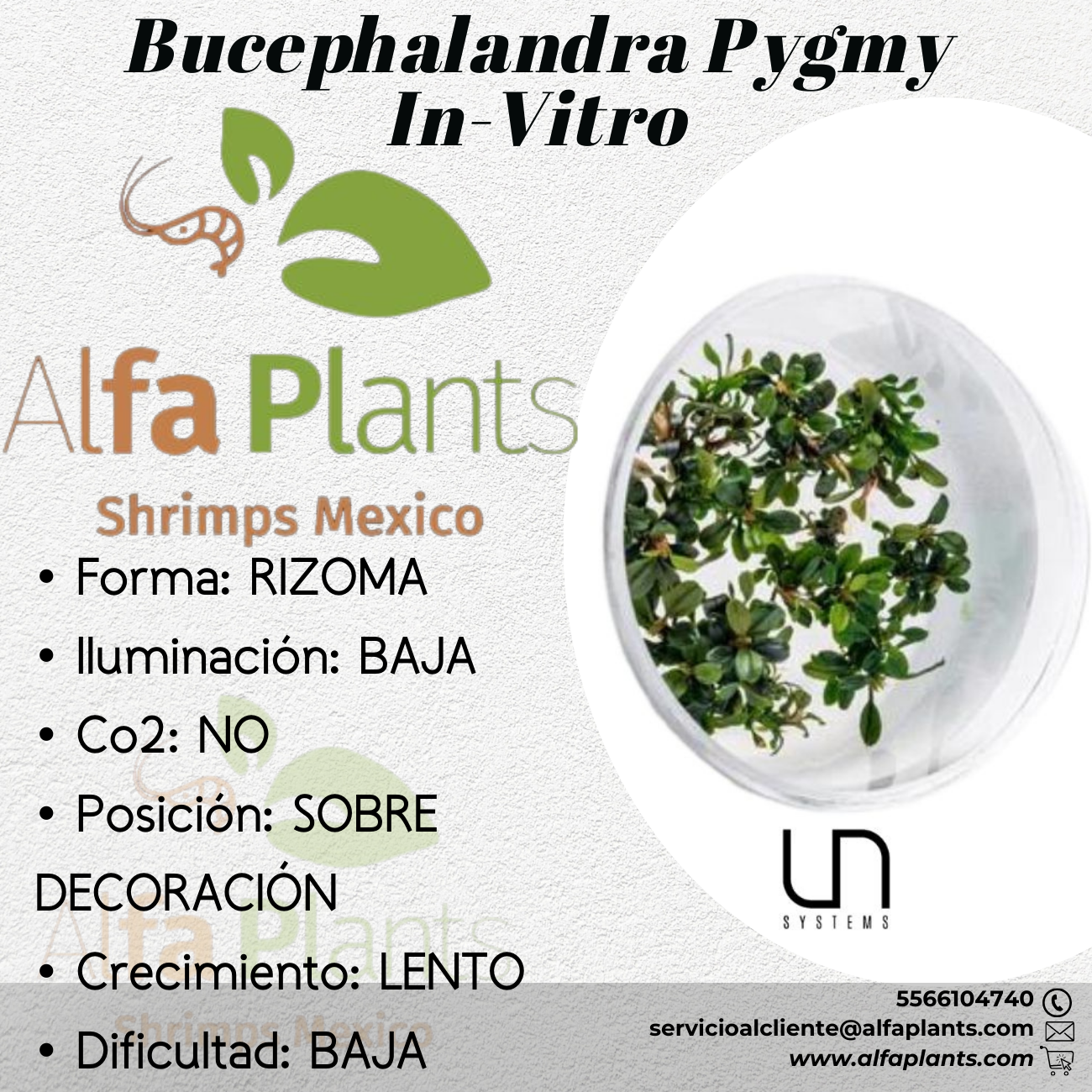 Bucephalandra Pygmy In-Vitro Ultum Nature Systems