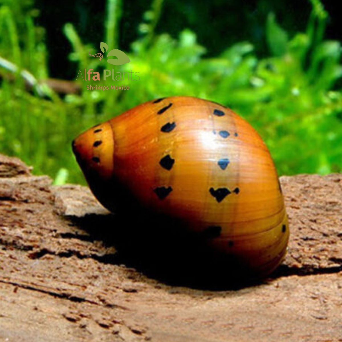 Caracol Neritina Red Onion