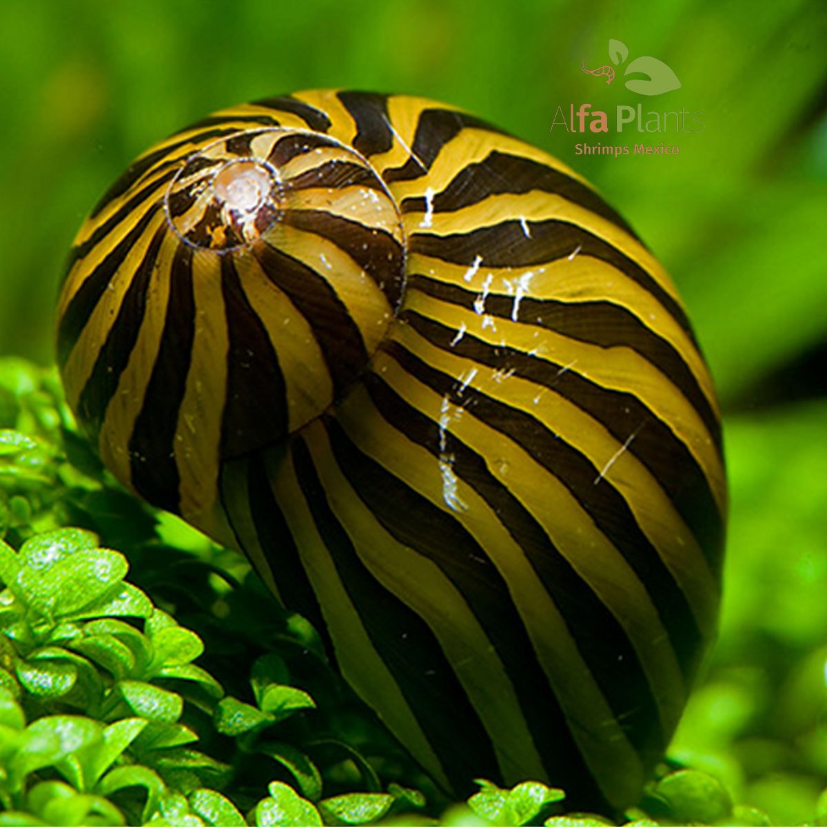 Caracol Neritina Cebra
