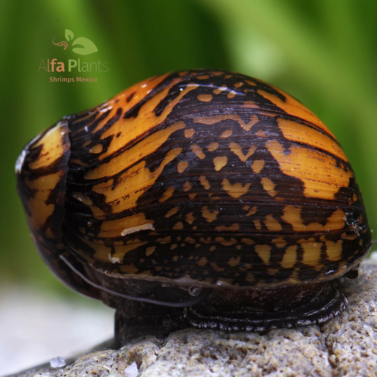 Caracol Neritina Batik