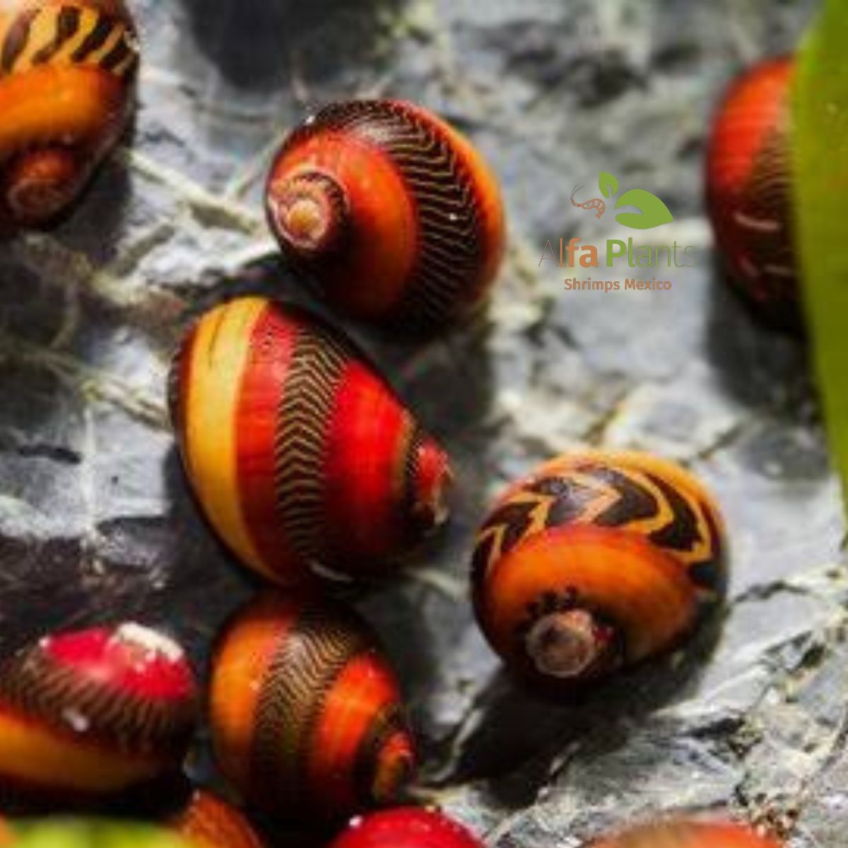 Caracol Neritina Red Racer