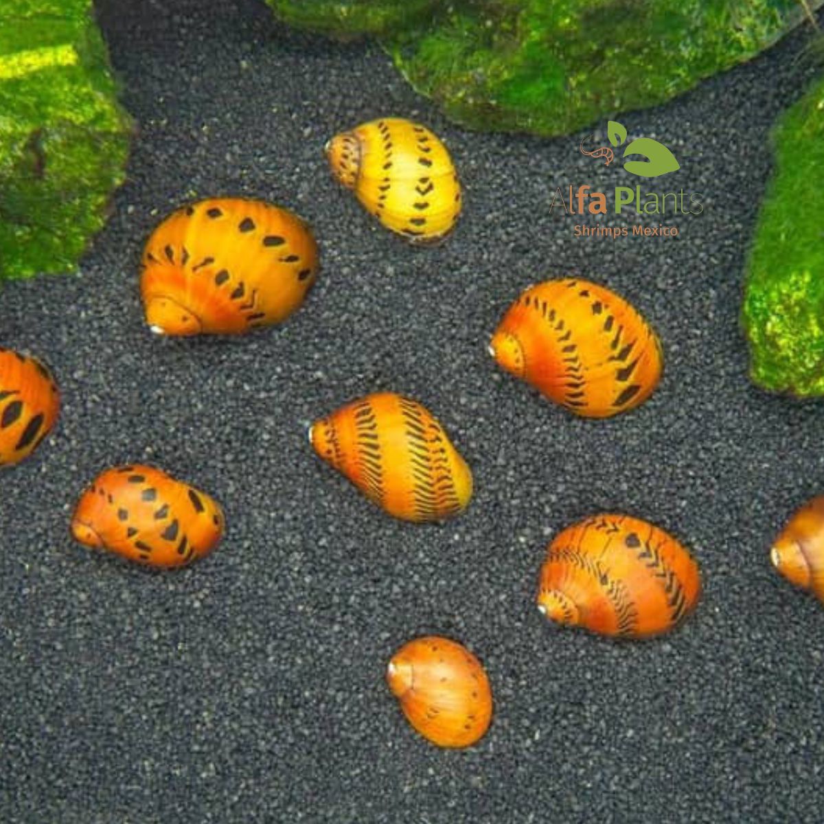 Caracol Neritina Red Onion