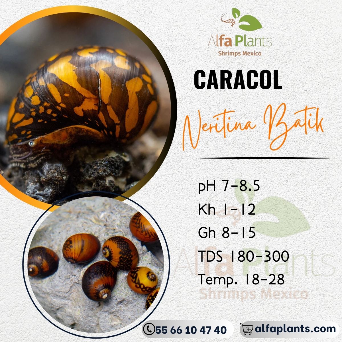 Caracol Neritina Batik