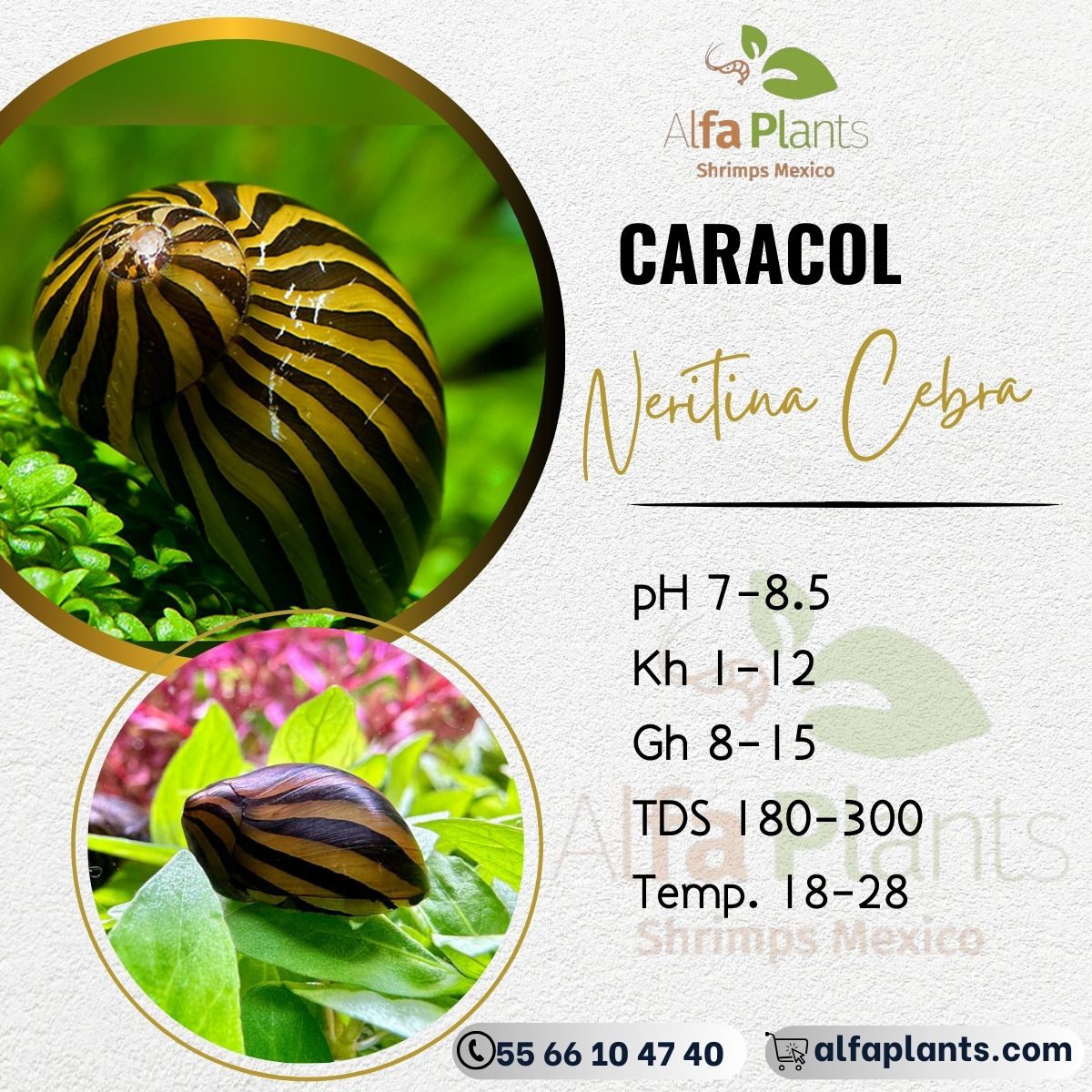 Caracol Neritina Cebra