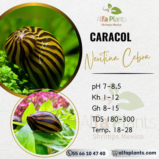 Caracol Neritina Cebra