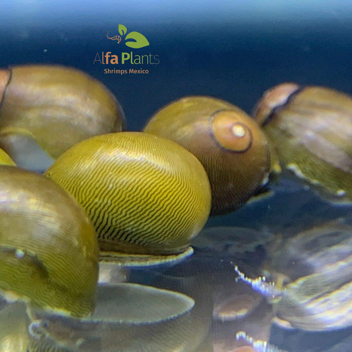 Caracol Neritina Olivo