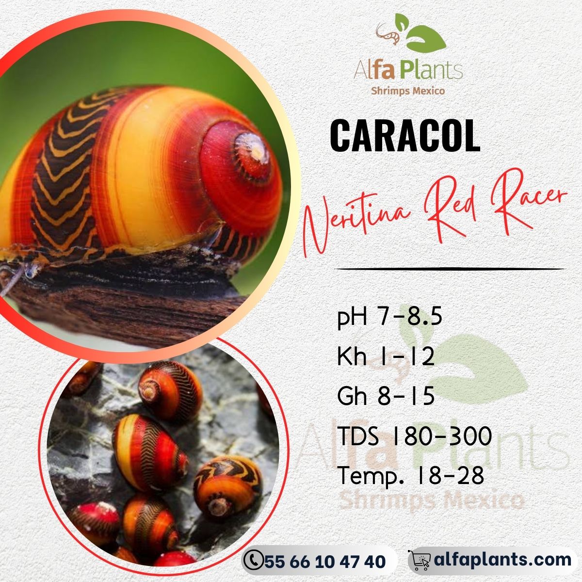 Caracol Neritina Red Racer