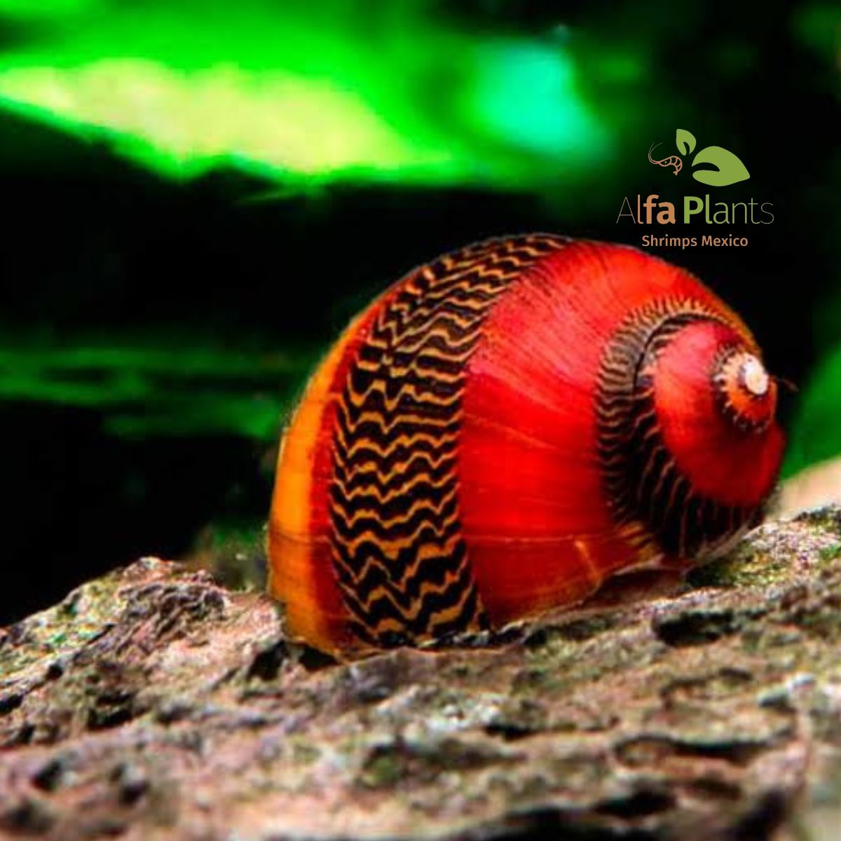 Caracol Neritina Red Racer