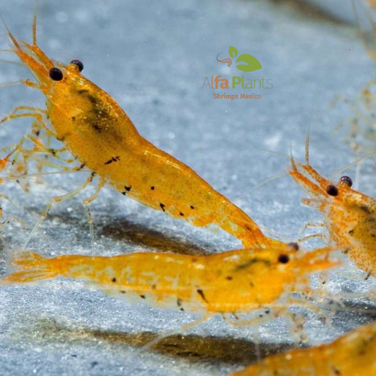 Caridina Tiger Tangerine