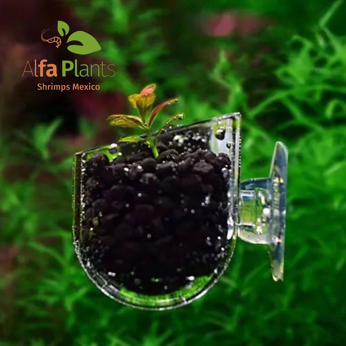 Glass Cup