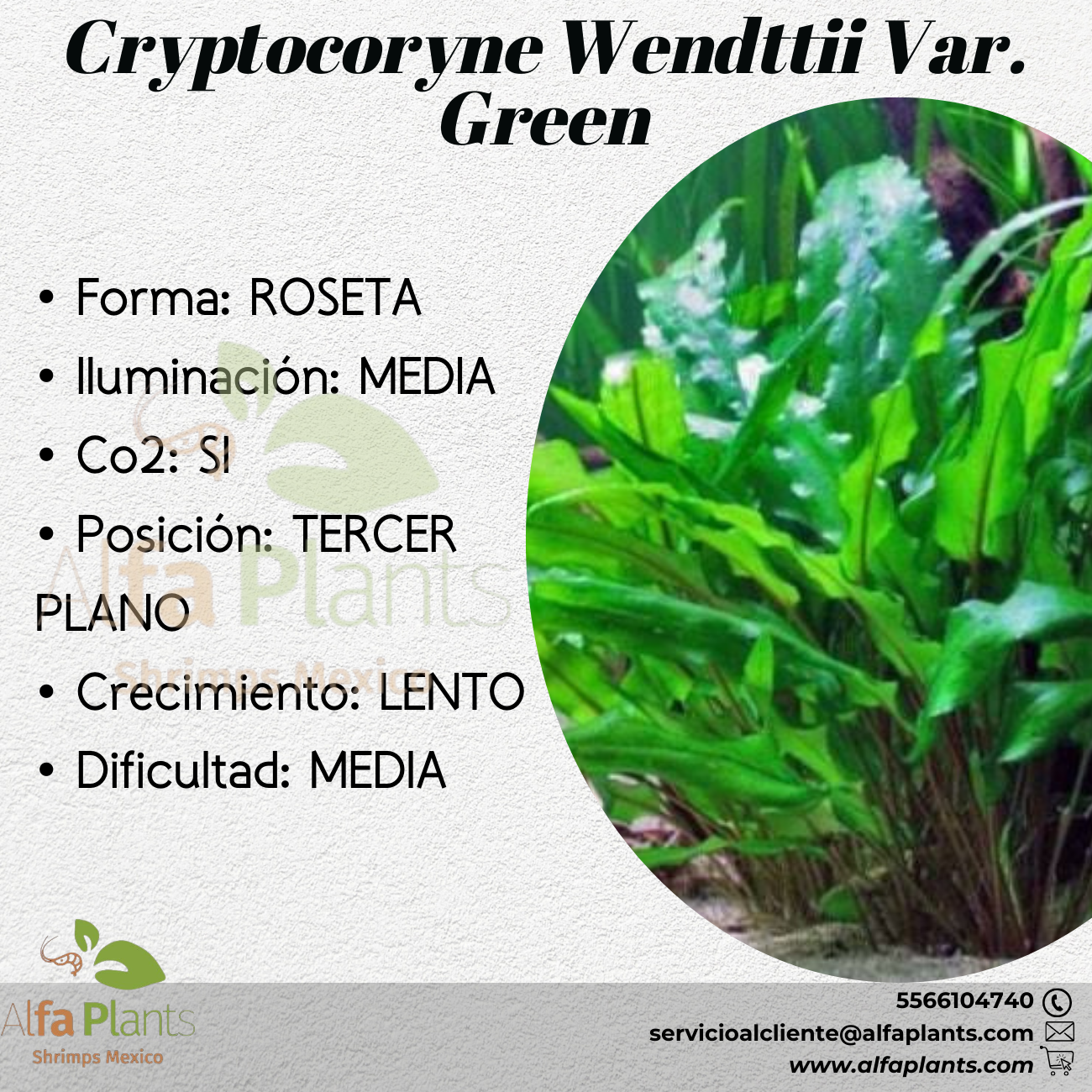 Cryptocoryne Wendttii sp. Green