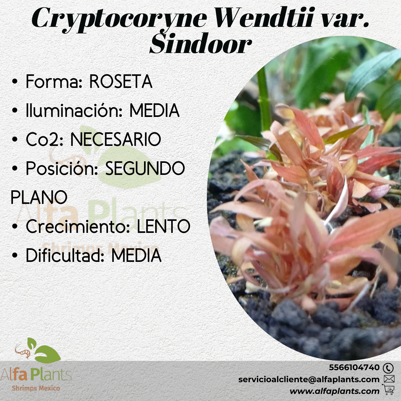 Cryptocoryne Wendttii var. Sindoor
