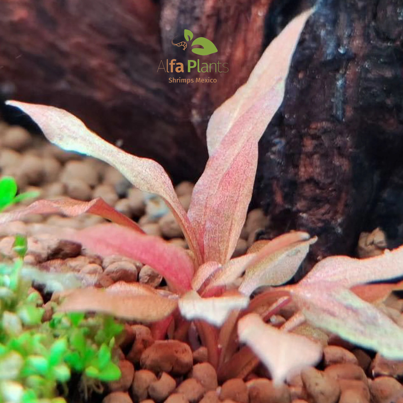 Cryptocoryne Wendttii var. Sindoor