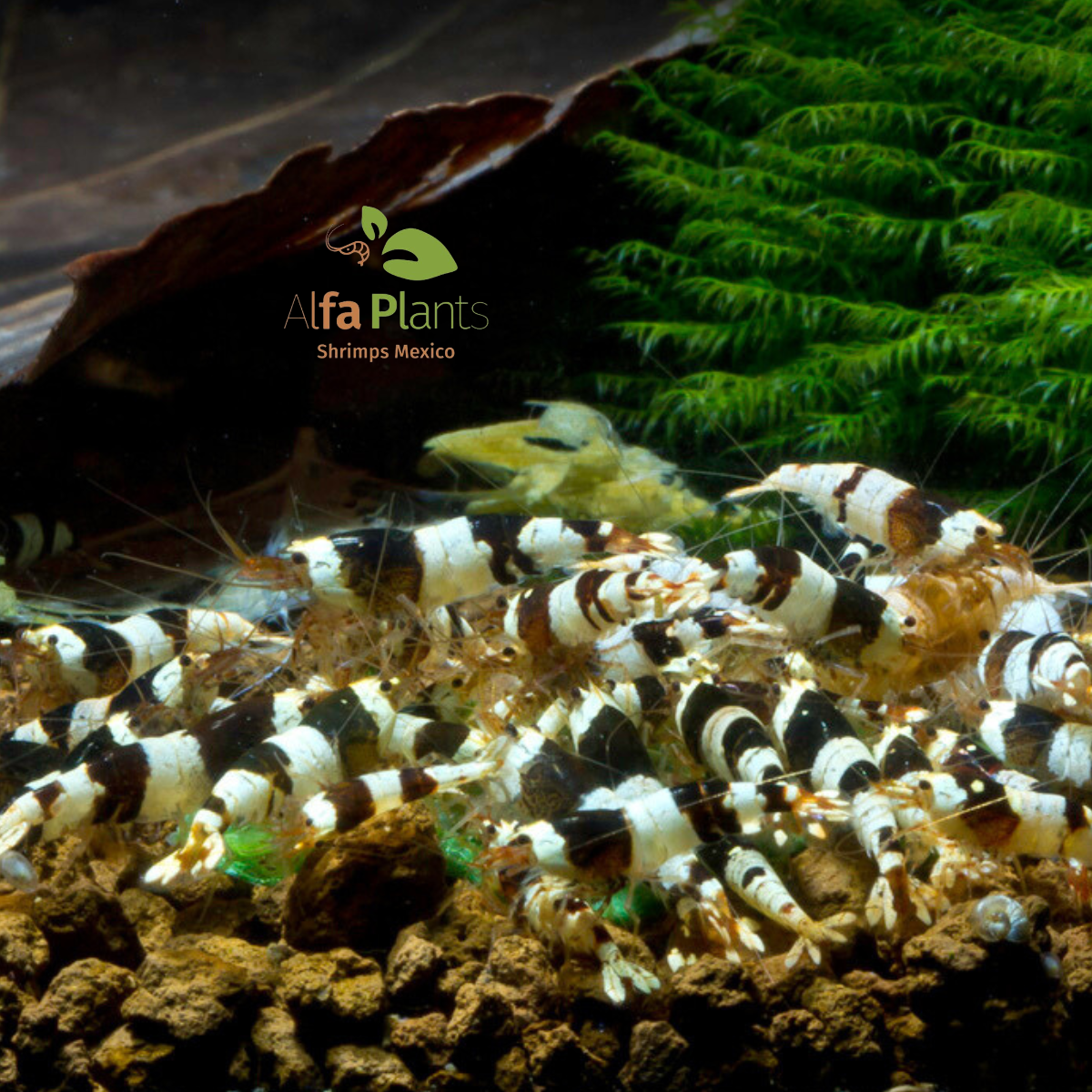 Caridina Crystal Black