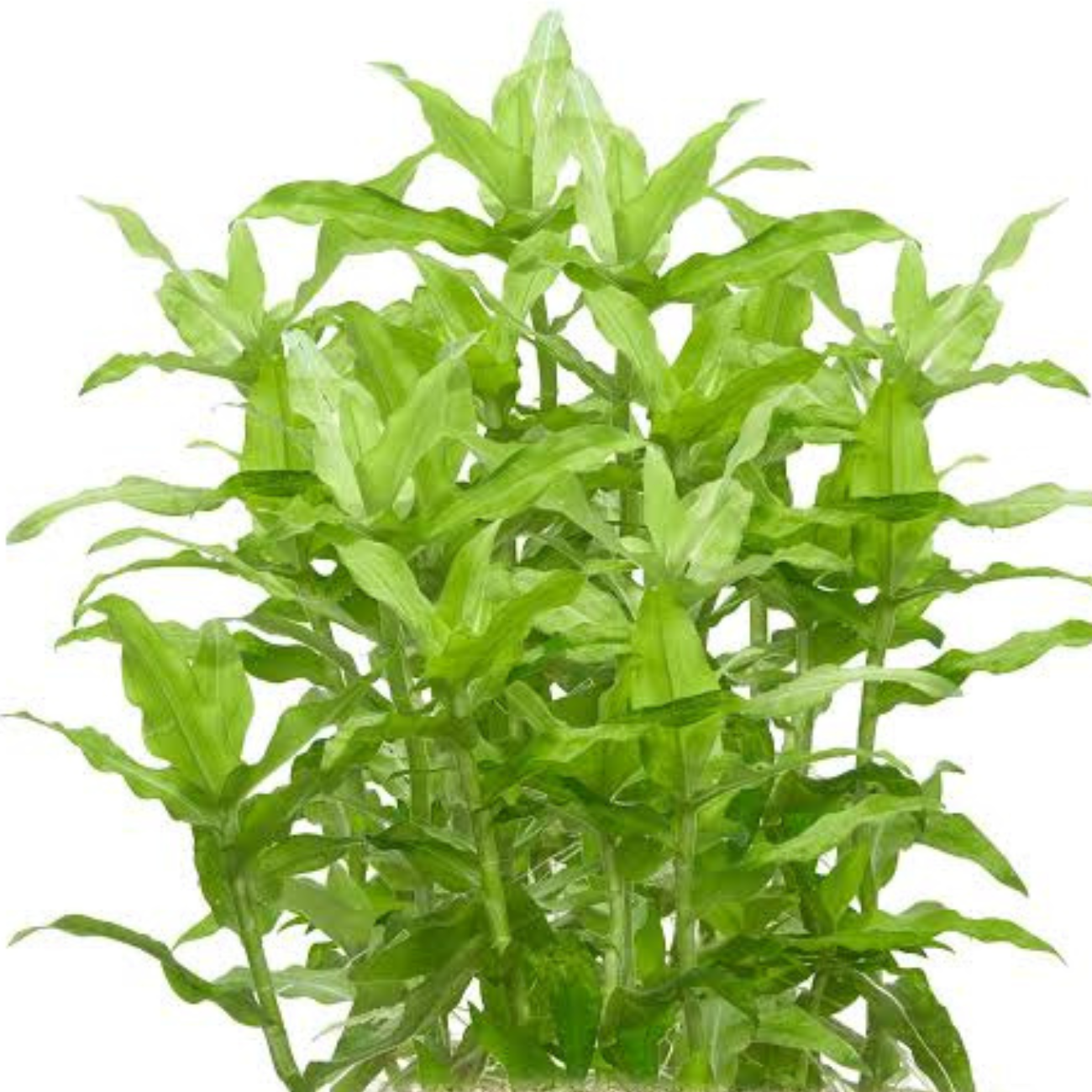 Flascopa Scandens