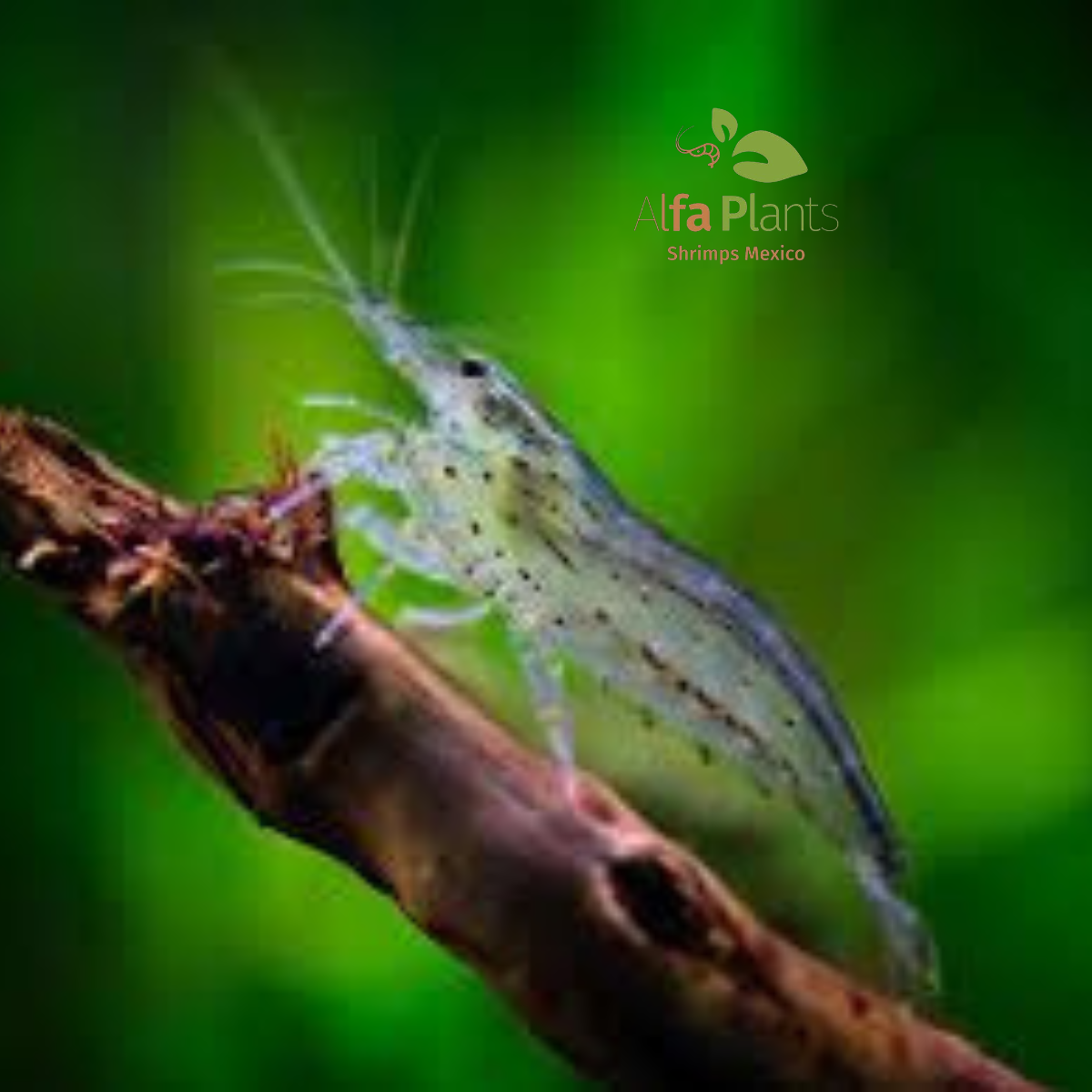 Caridina Japonica Multidentata o Amano