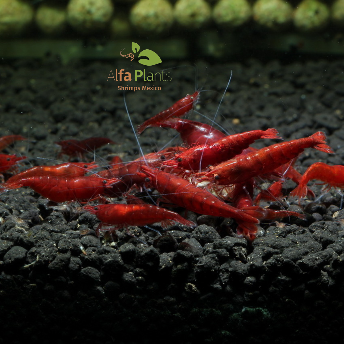 Neocaridina Bloody Mary