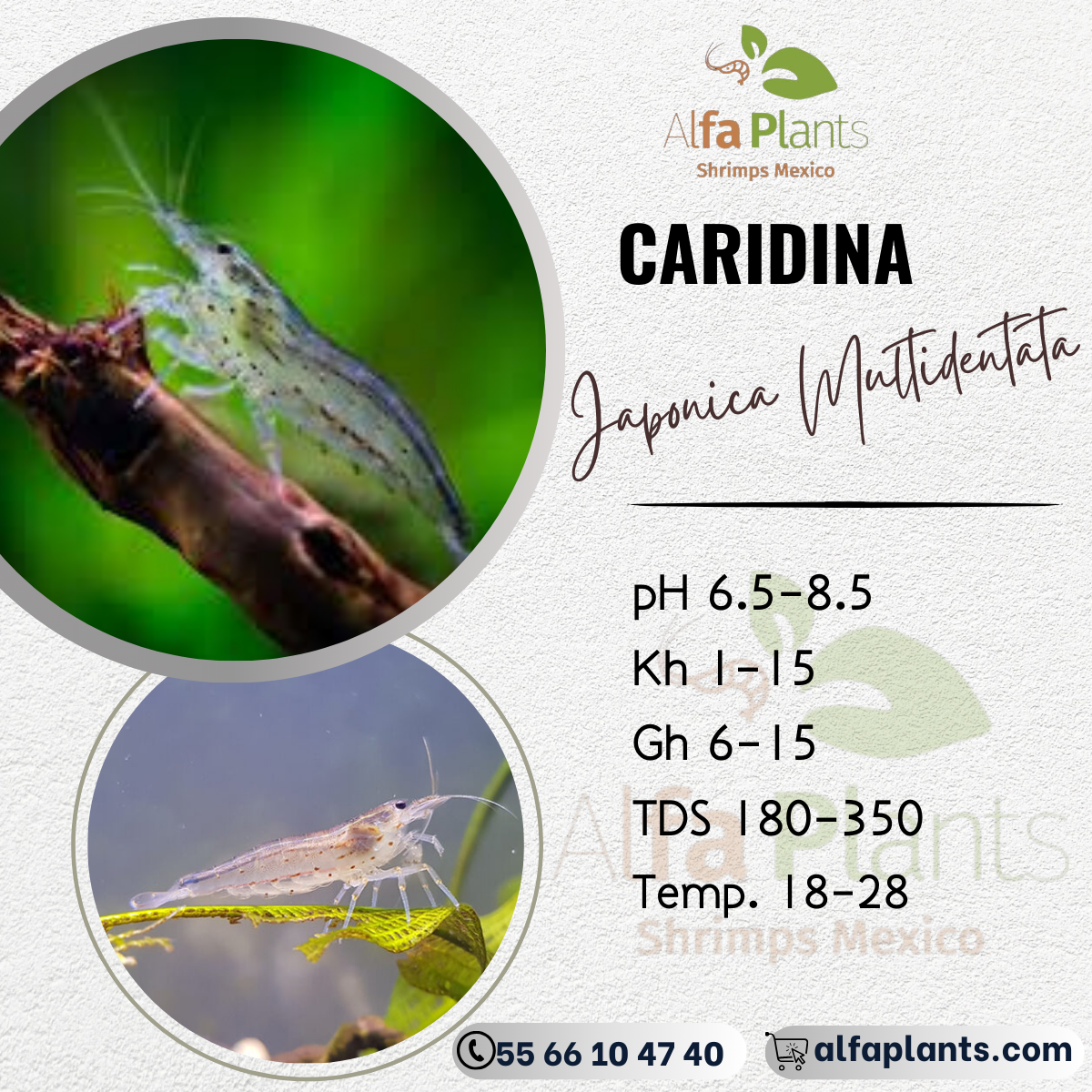Caridina Japonica Multidentata o Amano
