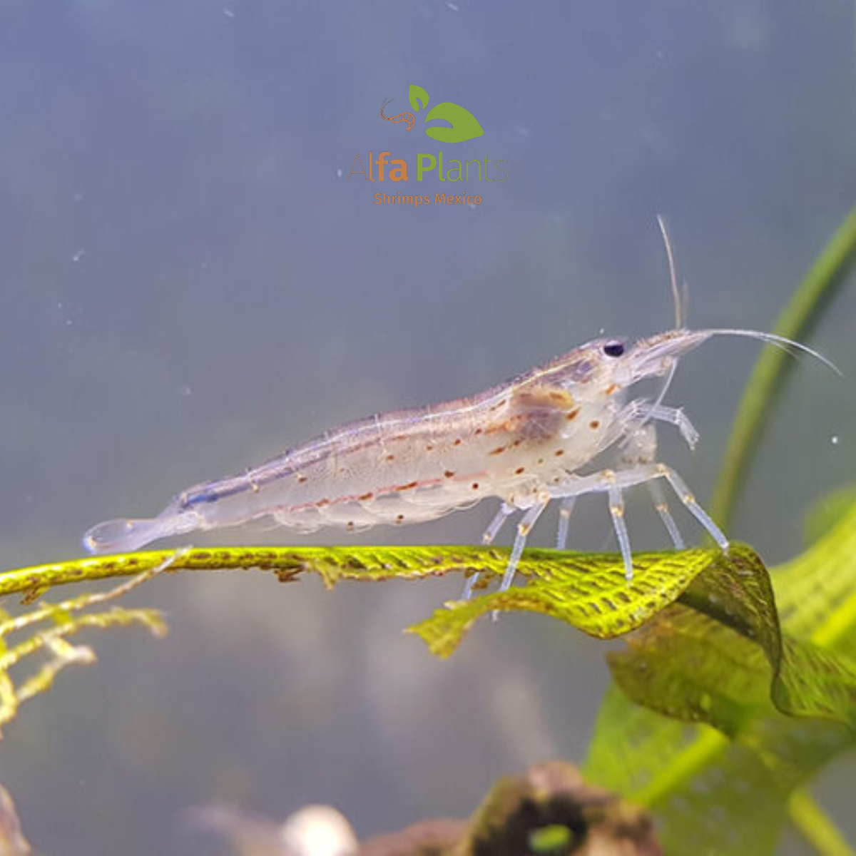 Caridina Japonica Multidentata o Amano