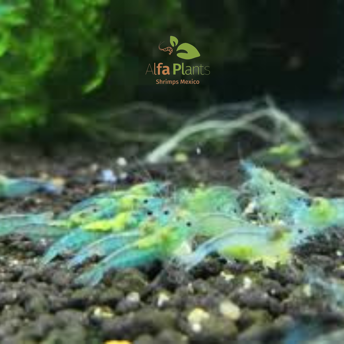 Neocaridina Blue Jelly