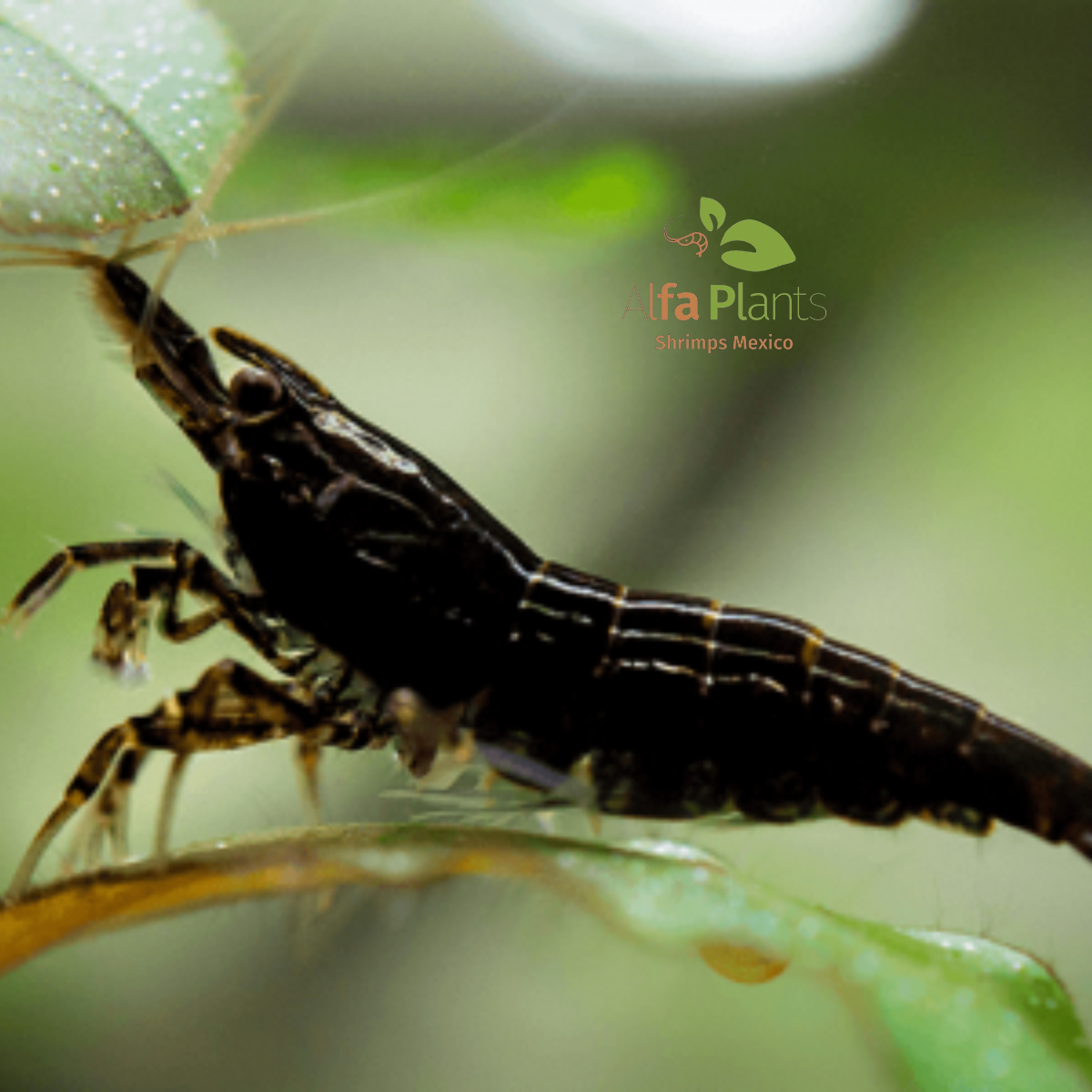 N️eocaridina Black