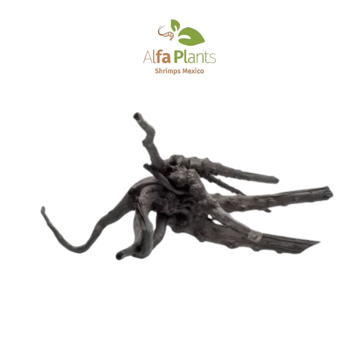 Black Forest Spiderwood