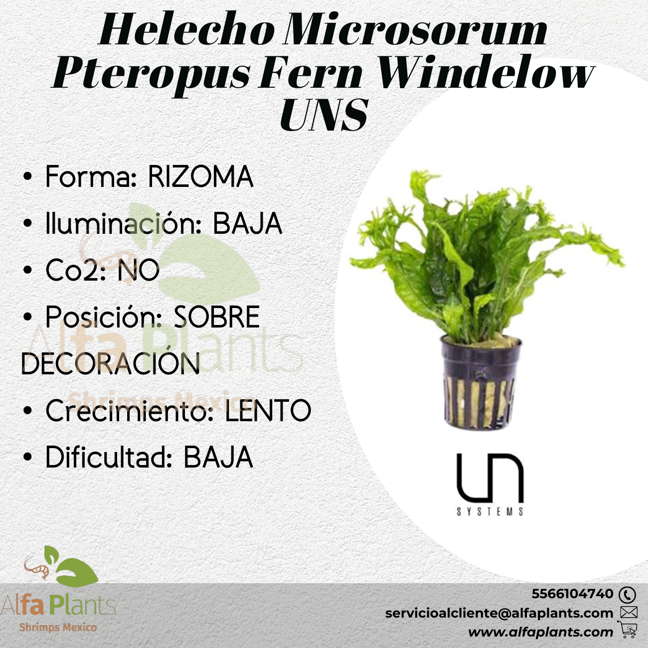 Microsorum Pteropus sp. Windelow