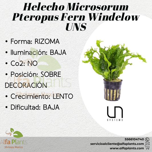 Microsorum Pteropus sp. Windelow