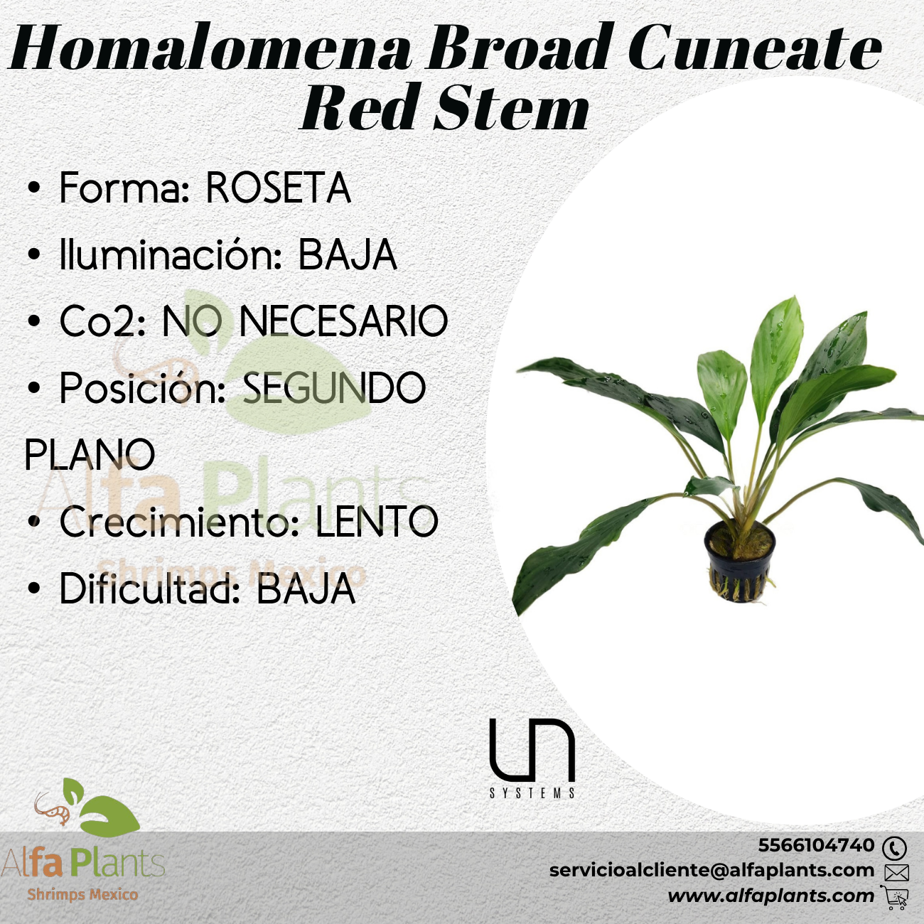 Homalomena Broad Cuneate Red Stem