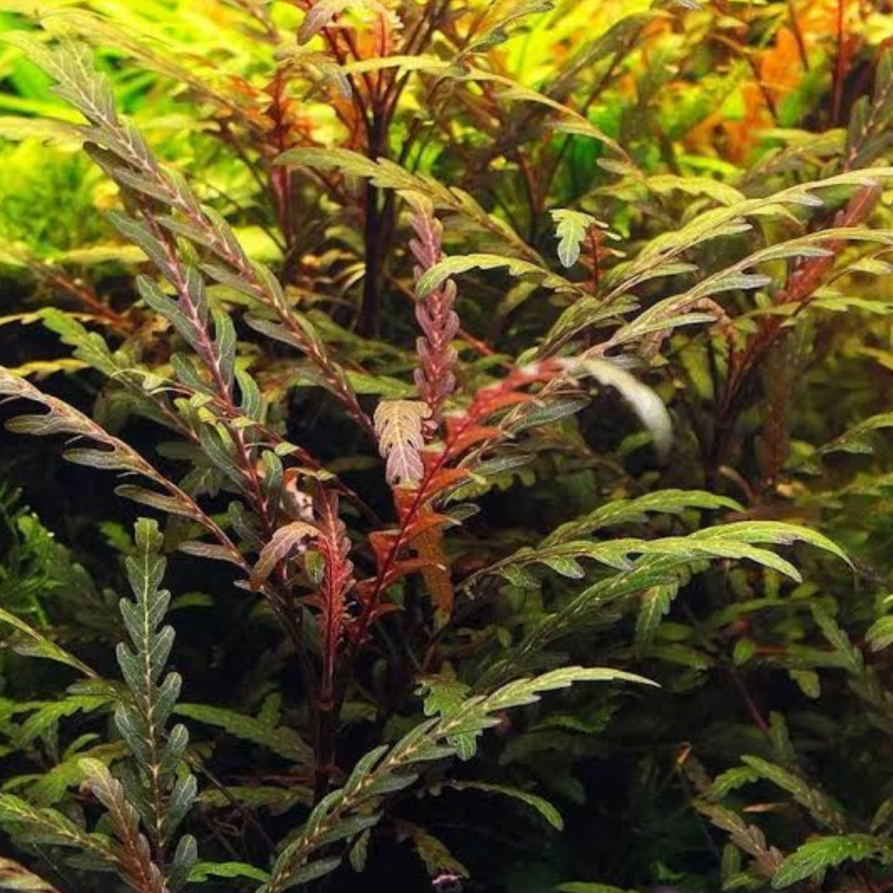 Hygrophila Pinnatifida