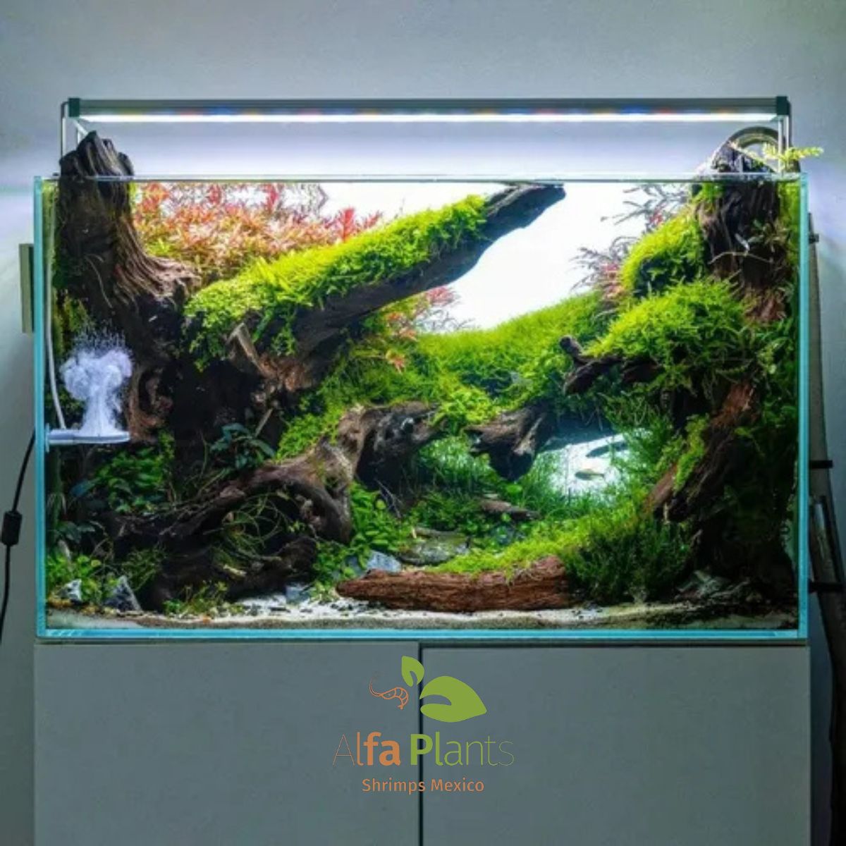 Twinstar Light III Line C