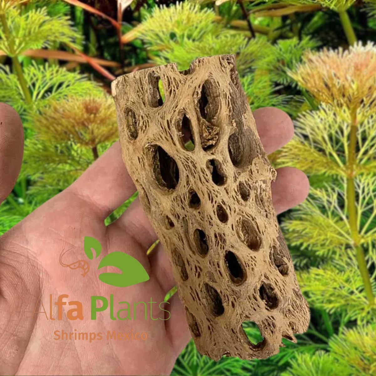 Cholla Wood